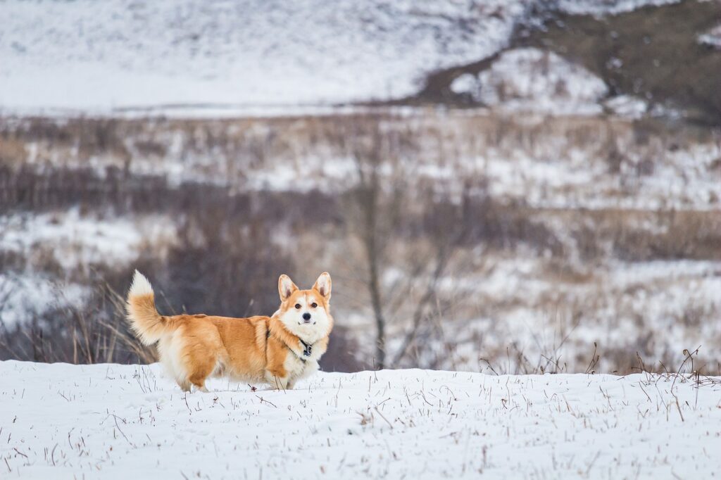 Vom Wolf zum treuen Begleiter: Die faszinierende Geschichte des Hundes auf hundegeschirr-test.de