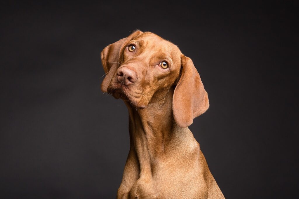 Den passenden Hund finden: So wählen Sie die richtige Hunderasse aus auf hundegeschirr-test.de