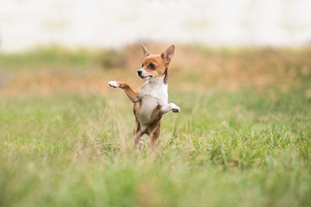 Den passenden Hund finden: So wählen Sie die richtige Hunderasse aus auf hundegeschirr-test.de