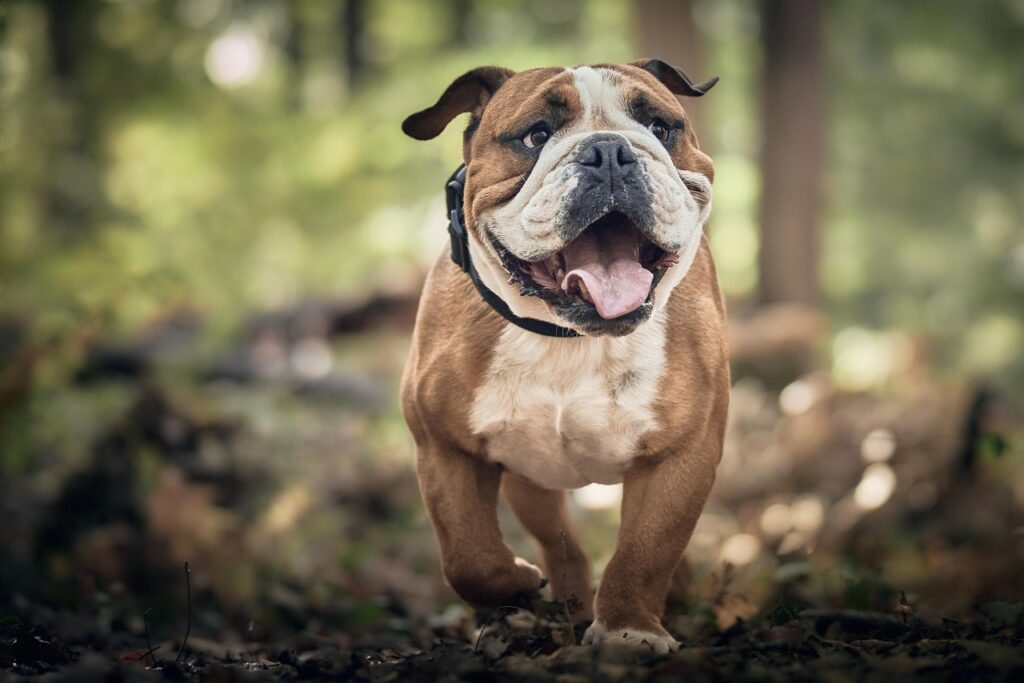 Den passenden Hund finden: So wählen Sie die richtige Hunderasse aus auf hundegeschirr-test.de