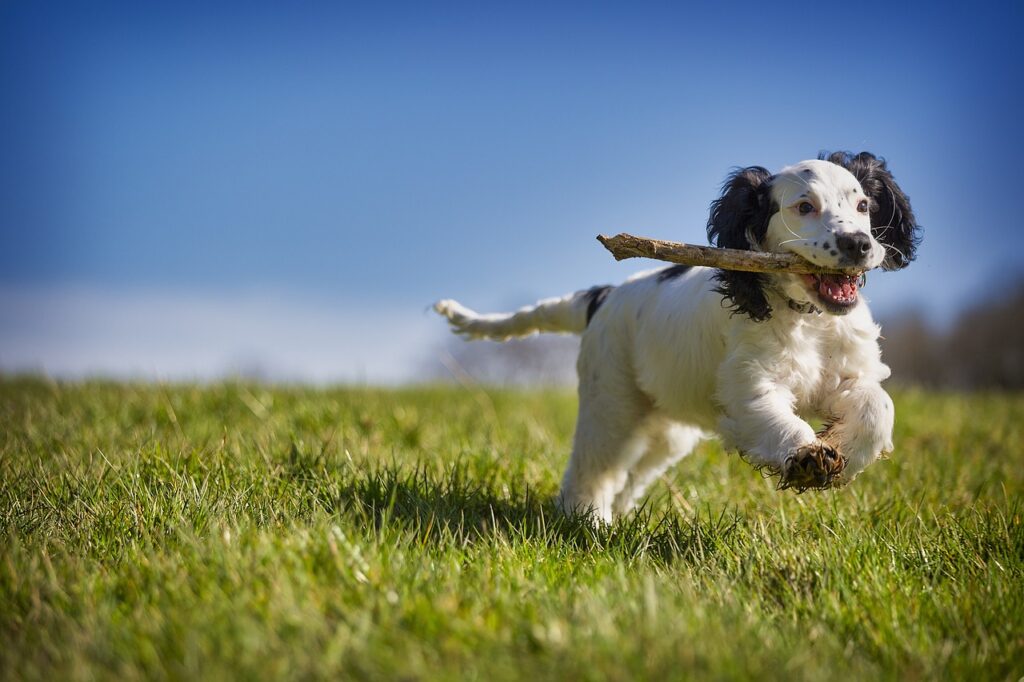 Den passenden Hund finden: So wählen Sie die richtige Hunderasse aus auf hundegeschirr-test.de