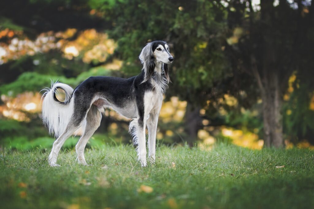 Vom Wolf zum treuen Begleiter: Die faszinierende Geschichte des Hundes auf hundegeschirr-test.de